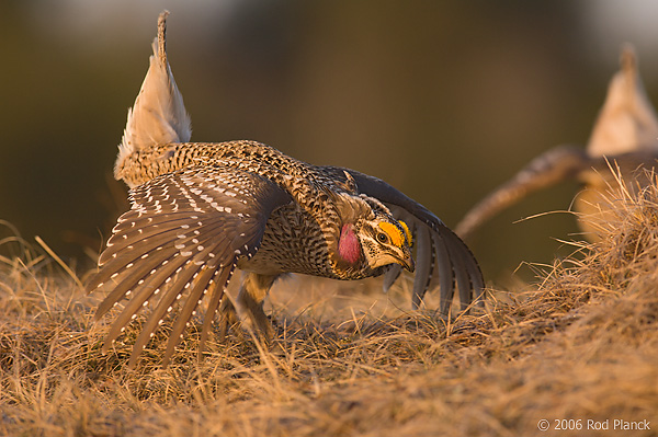 Sharp-tailed Grouse on lek, Male, Spring, Michigan (Tympanuchus phasianellus)