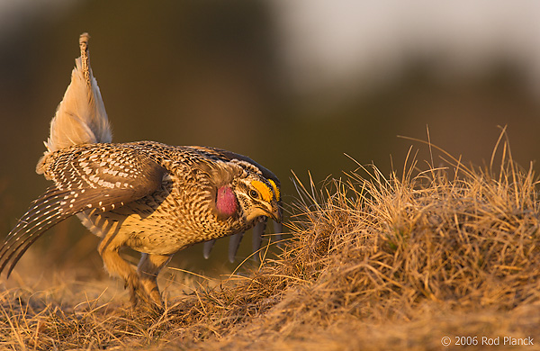 Sharp-tailed Grouse on lek, Male, Spring, Michigan (Tympanuchus phasianellus)