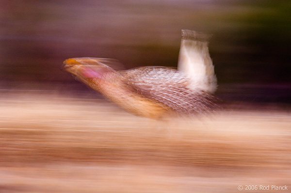 Sharp-tailed Grouse on lek, Male, Spring, Michigan (Tympanuchus phasianellus)