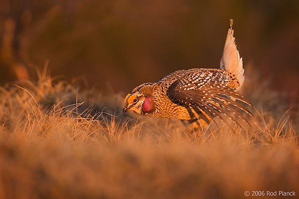 Sharp-tailed Grouse on lek, Male, Spring, Michigan (Tympanuchus phasianellus)