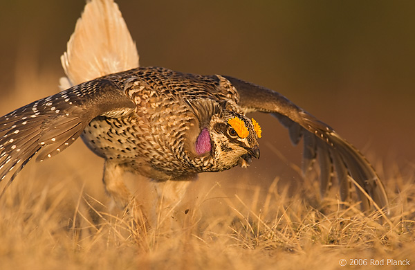 Sharp-tailed Grouse on lek, Male, Spring, Michigan (Tympanuchus phasianellus)