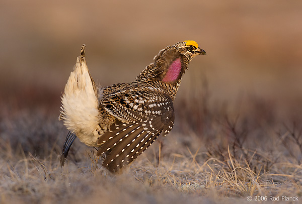 Sharp-tailed Grouse on lek, Male, Spring, Michigan (Tympanuchus phasianellus)