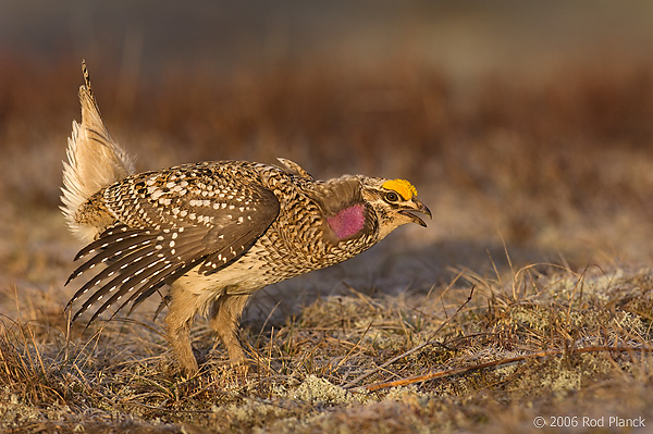 Sharp-tailed Grouse on lek, Male, Spring, Michigan (Tympanuchus phasianellus)