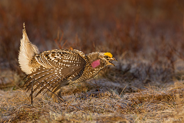 Sharp-tailed Grouse on lek, Male, Spring, Michigan (Tympanuchus phasianellus)