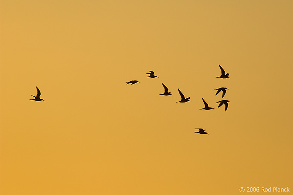 Shorebirds in Flight, Silhouette, Dusk
