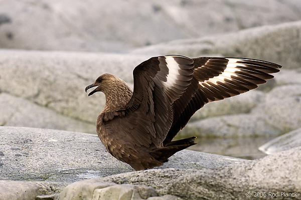 South Polar Skua Adult in Territorial Display