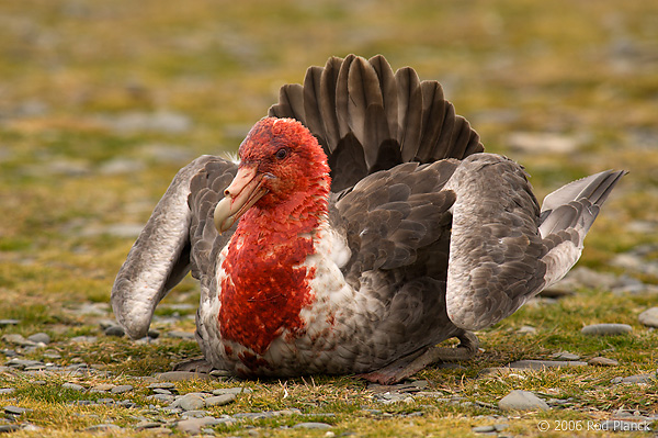 Southern Giant Petrel with Antarctic Fur Seal blood on Head