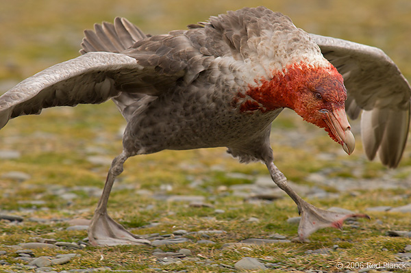 Southern Giant Petrel with Antarctic Fur Seal blood on Head