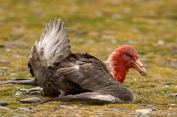 Southern Giant Petrel with Antarctic Fur Seal blood on Head