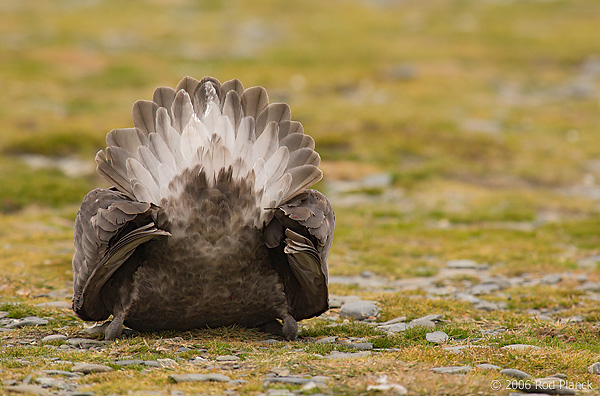 Southern Giant Petrel, Rear View