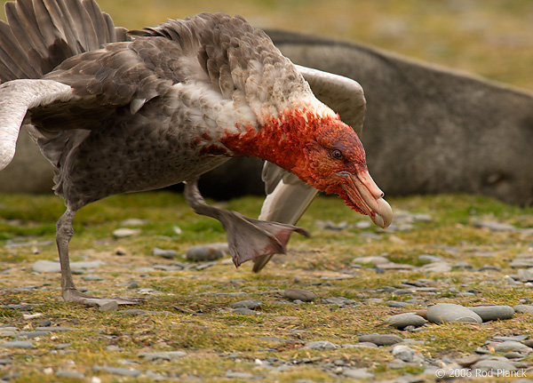 Southern Giant Petrel with Antarctic Fur Seal blood on Head