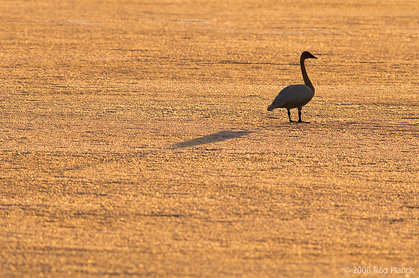 Adult, Silhoutted at Dawn, Summer, Northern Michigan