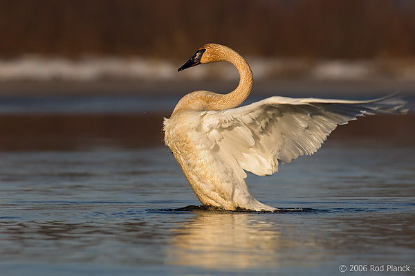 Trumpeter Swan, Adult, (Cygnus buccinator), Spring, Northern Michigan