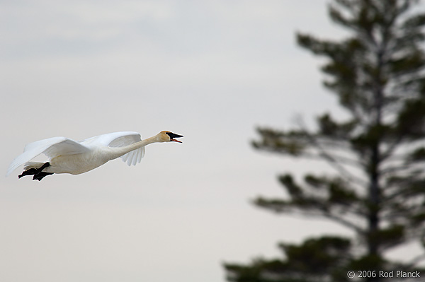 Trumpeter Swan, Adult, (Cygnus buccinator), Spring, Northern Michigan