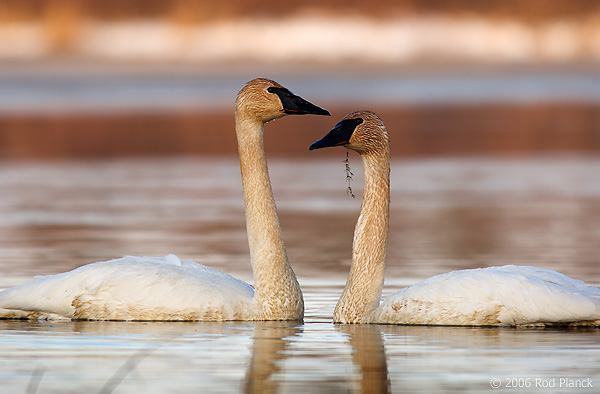 Trumpeter Swans, Adult, (Cygnus buccinator), Spring, Northern Michigan