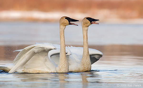 Trumpeter Swans, Adult, (Cygnus buccinator), Spring, Northern Michigan