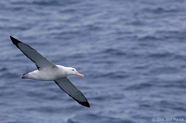 Wandering Albatross in Flight
