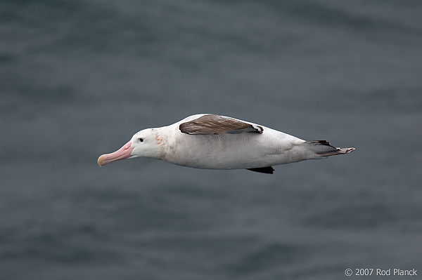 Wandering Albatross, In Flight (Diomedea exulans), Near South Georgia Island