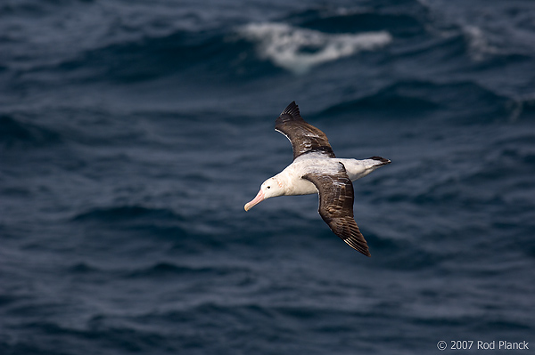 Wandering Albatross, In Flight (Diomedea exulans), Near South Georgia Island