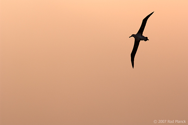 Wandering Albatross, In Flight (Diomedea exulans), Near South Georgia Island