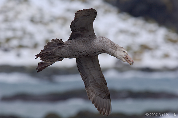 Northern Giant Petrel, (Macronectes halli), In Flight, Gold Harbour, South Georgia Island