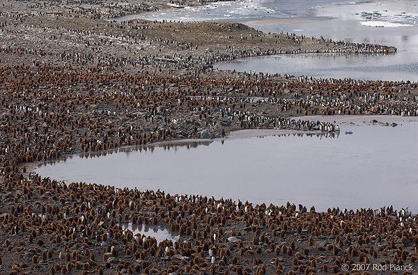 King Penguin Colony, (Aptenodytes patagonicus), St Andrews Bay, South Georgia Island