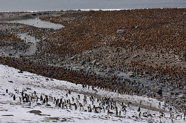 King Penguin Colony, (Aptenodytes patagonicus), St Andrews Bay, South Georgia Island