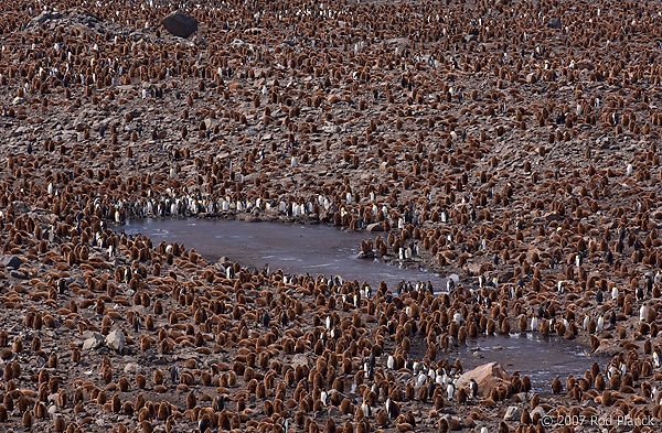 King Penguin Colony, (Aptenodytes patagonicus), St Andrews Bay, South Georgia Island