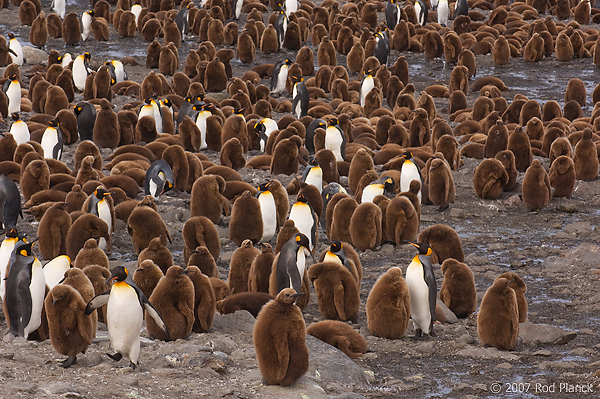 King Penguin Colony, (Aptenodytes patagonicus), St Andrews Bay, South Georgia Island