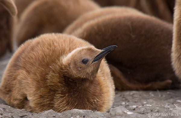 King Penguin, Chick (Aptenodytes patagonicus), St Andrews Bay, South Georgia Island