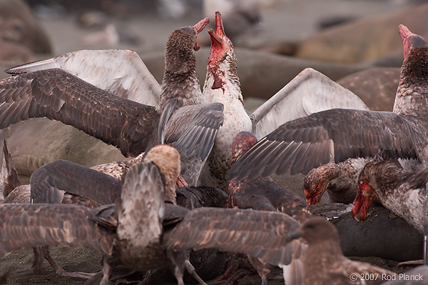 Giant Petrels Fighting Over Carcass, Southern Elephant Seal, Pup, St Andrews Bay, South Georgia Island