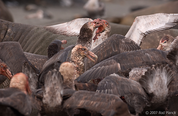 Giant Petrels Fighting Over Carcass, Southern Elephant Seal, Pup, St Andrews Bay, South Georgia Island