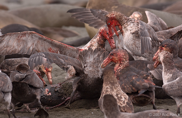 Giant Petrels Fighting Over Carcass, Southern Elephant Seal, Pup, St Andrews Bay, South Georgia Island