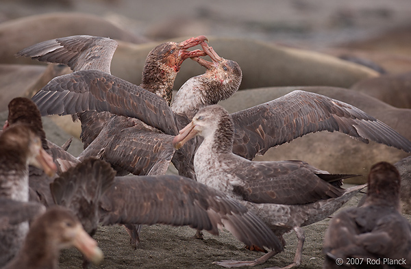 Giant Petrels Fighting Over Carcass, Southern Elephant Seal, Pup, St Andrews Bay, South Georgia Island