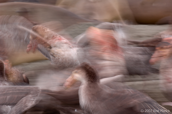 Giant Petrels Fighting Over Carcass; St Andrews Bay; South Georgia Island