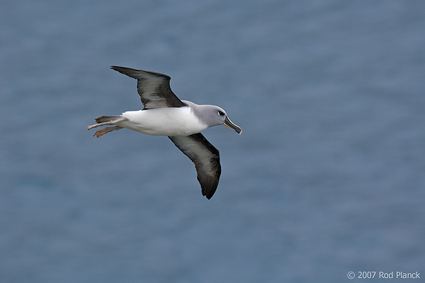 Grey-headed Albatross, (Thalassarche chrysostoma), Elsehul Harbour, South Georgia Island