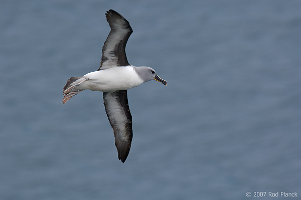 Grey-headed Albatross, (Thalassarche chrysostoma), Elsehul Harbour, South Georgia Island