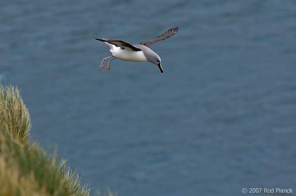 Grey-headed Albatross, (Thalassarche chrysostoma), Elsehul Harbour, South Georgia Island