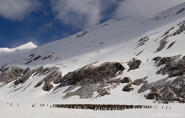 King Penguin Colony, (Aptenodytes patagonicus), Right Whale Bay, South Georgia Island