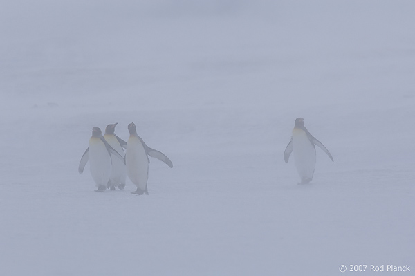 King Penguin Colony, (Aptenodytes patagonicus), Right Whale Bay, South Georgia Island