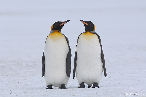 King Penguins (Aptenodytes patagonicus), Right Whale Bay, South Georgia Island