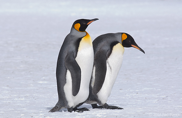 King Penguins (Aptenodytes patagonicus), Right Whale Bay, South Georgia Island