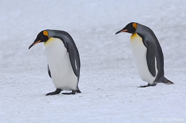 King Penguins, (Aptenodytes patagonicus), Right Whale Bay, South Georgia Island