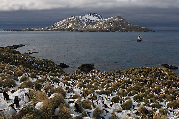 Macaroni Penguin Colony, (Eudyptes chrysolophus), Cooper Bay, South Georgia Island