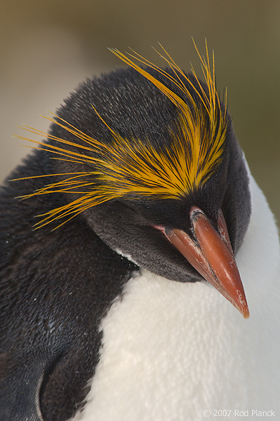Macaroni Penguin, (Eudyptes chrysolophus), Cooper Bay, South Georgia Island