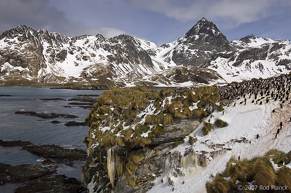 Macaroni Penguin Colony, (Eudyptes chrysolophus), Cooper Bay, South Georgia Island