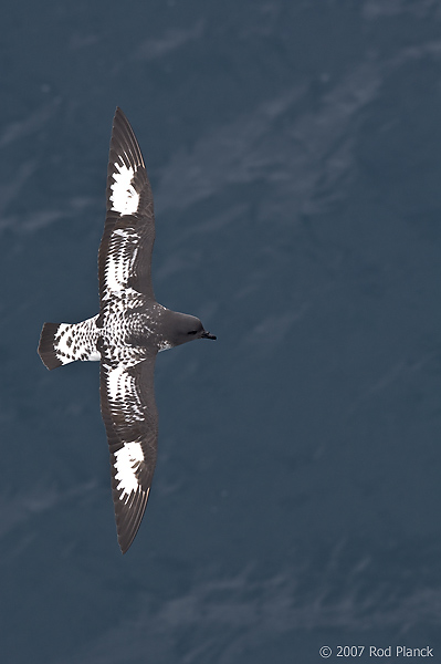 Pintado Petrel in Flight, (Daption capense) or Cape Petrel, Scotia Sea