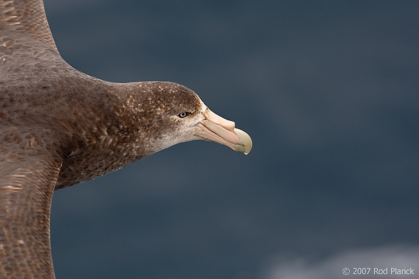 Southern Giant Petrel, In Flight, (Macronectes giganteus), Falkland Islands