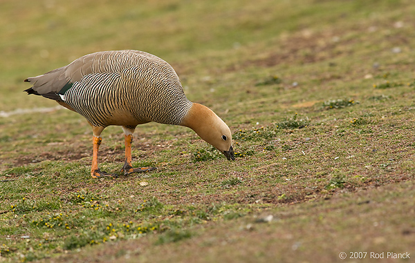 Ruddy-headed Goose, (Chloephaga rubidiceps), Steeple Jason Island, Falkland Islands