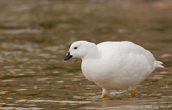 Kelp Goose, Male, (Chloephaga hybrida malvinarum), New Island, Falkland Islands